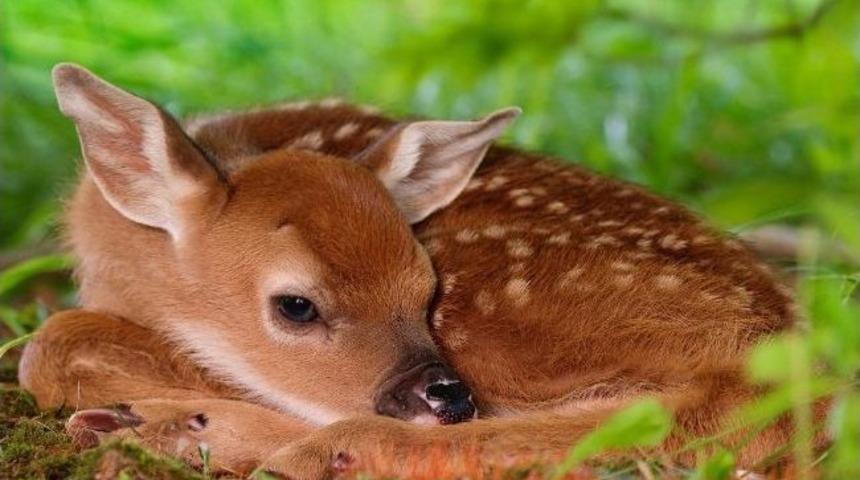 't&uuml;rkiye Hayvan Gen Bankası' Kuruluyor