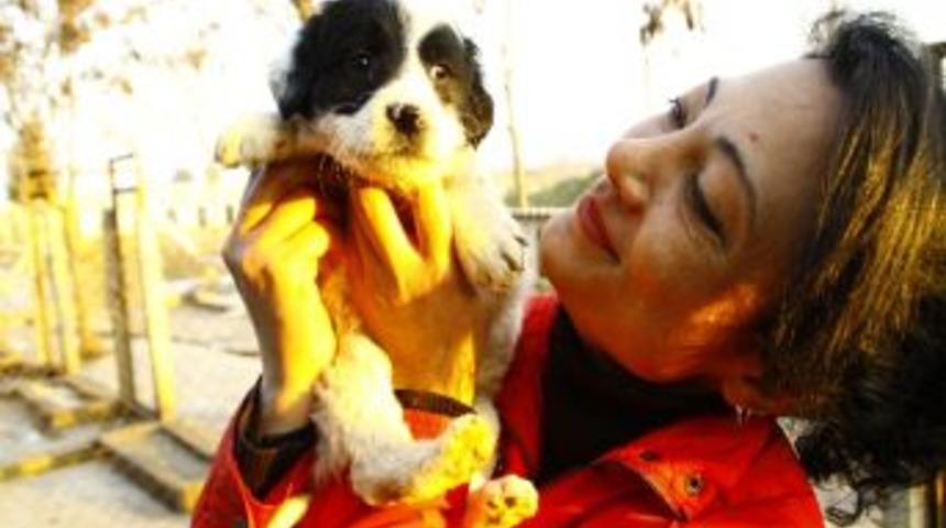 Aydınlı Hayvanseverlerden Uyarı