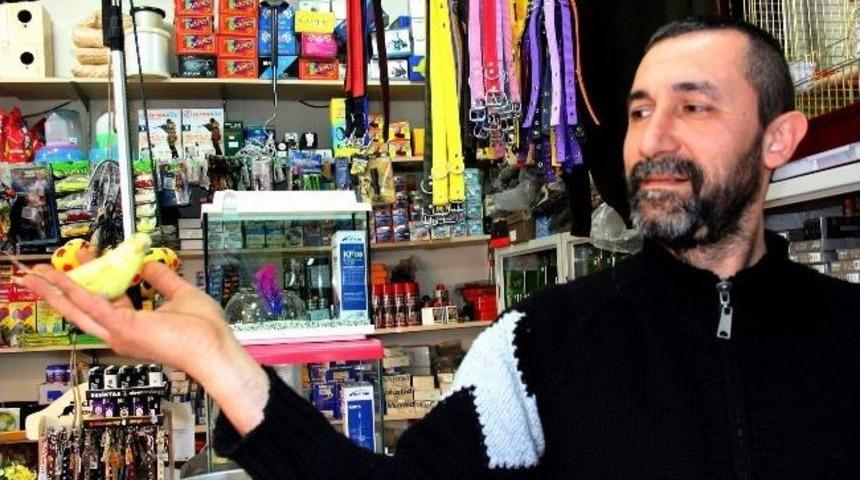 Muhabbet Kuşuna İlgi Arttı