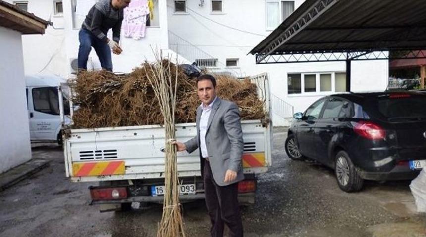 İpek B&ouml;ceği &Uuml;reticilerine Dut Fidanı