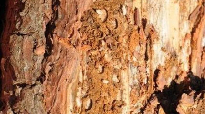 &ldquo;b&ouml;cekler Ağa&ccedil;ların Bir Numaralı D&uuml;şmanı&rdquo;