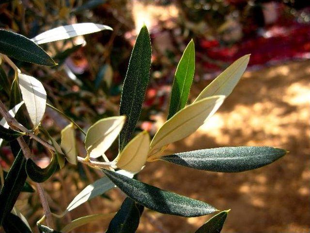 Zeytinyağı İhracatı Hızlı Başladı 1