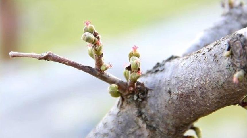 &ldquo;fındık Strese Girmeden Biran &Ouml;nce &Uuml;ş&uuml;meli&rdquo;
