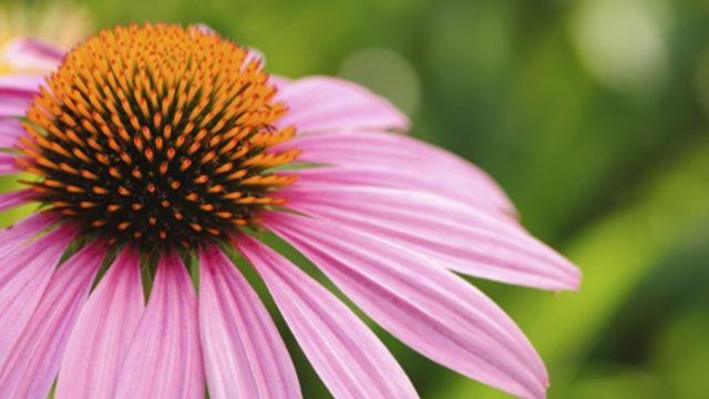 Ekinezyanın şaşırtıcı faydaları