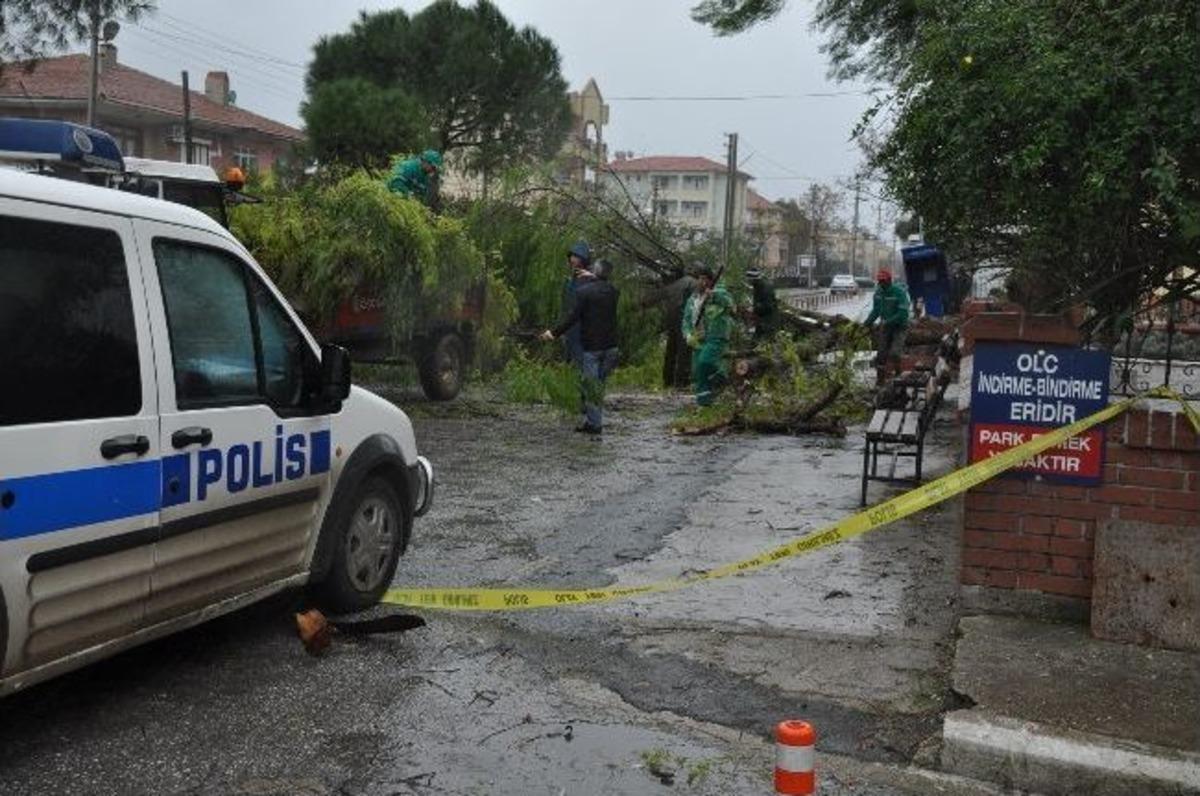 Fırtına Ağacı K&ouml;k&uuml;nden S&ouml;kt&uuml;