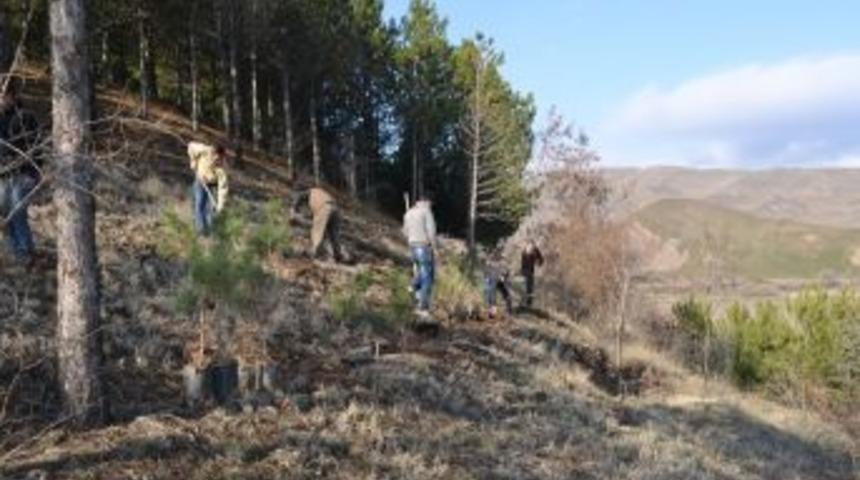 İskilip Belediyesi Altıyüzelli Adet Ağaç Dikti
