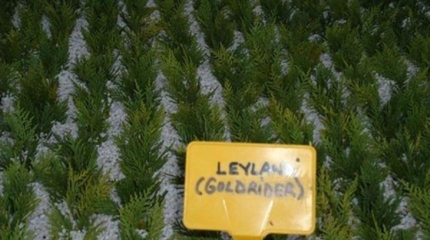 Hendek Fidanlık Şefliğinde Isıtmalı Tavalarda &Ccedil;elikle &Uuml;retim &Ccedil;alışmaları Tamamlandı