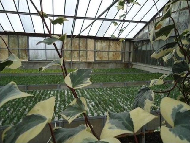 Hendek Fidanlık Şefliğinde Isıtmalı Tavalarda &Ccedil;elikle &Uuml;retim &Ccedil;alışmaları Tamamlandı 1