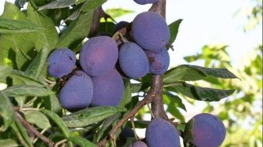 922 Bin Dekar Alanda Meyve &Uuml;retimi Yapılıyor
