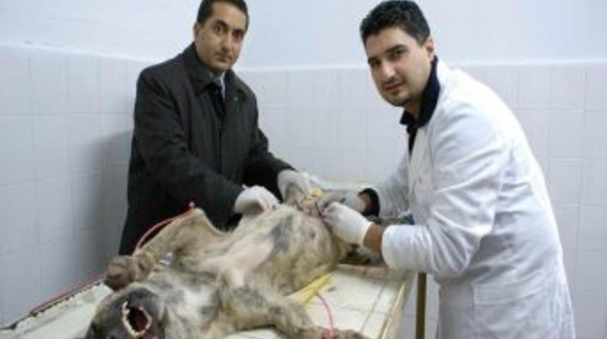 Aksaray Belediyesi 240 Sokak K&ouml;peğini Kısırlaştırdı