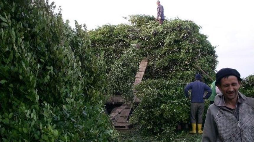 Ağrı Kesici Defne Yaprağı K&ouml;yl&uuml;lere Gelir Kaynağı Oldu