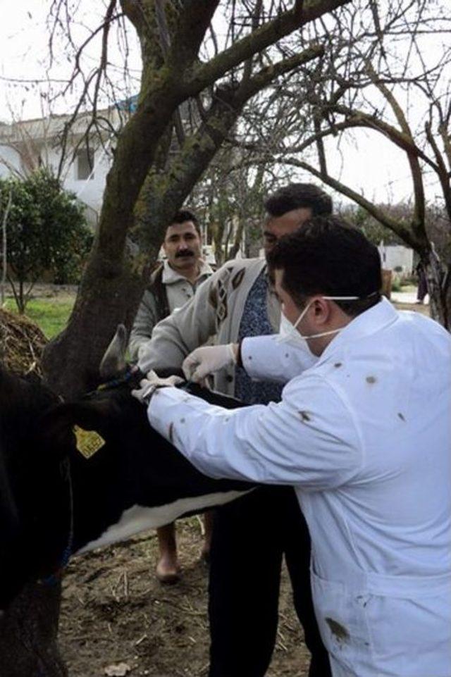 Aydın’da Brucella İle Mücadele Devam Ediyor