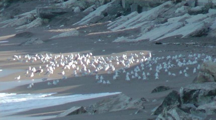 Martıların Kumsal Keyfi