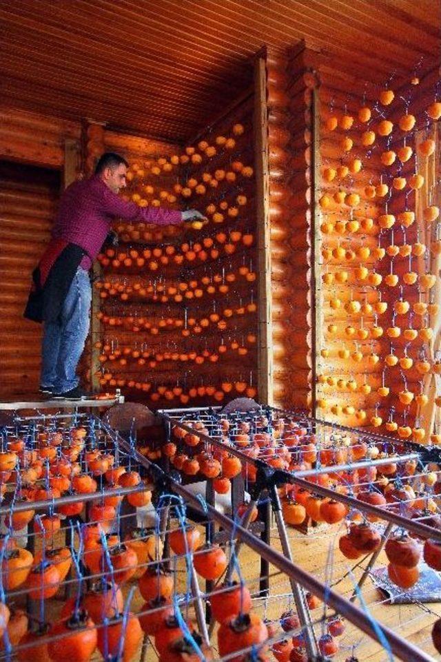 Hendek Hurma &Uuml;retimi İle Adını Duyuracak 2