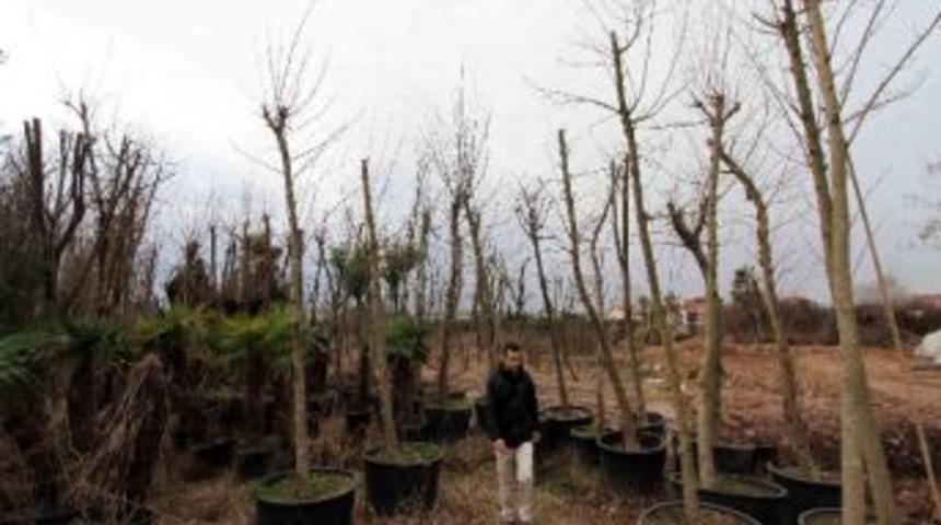 S&ouml;k&uuml;len Bitkiler Geri D&ouml;n&uuml;ş&uuml;mde Kullanılıyor