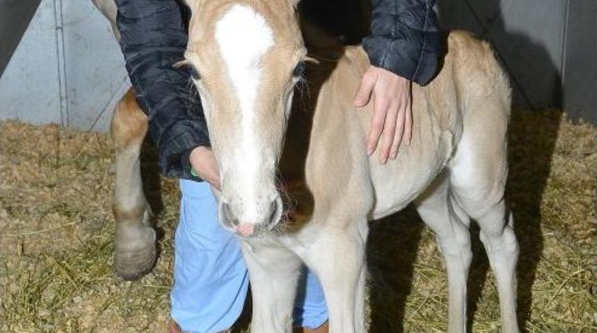 Kordon&rsquo;un Yeni Misafirleri İmbat Ve Meltem