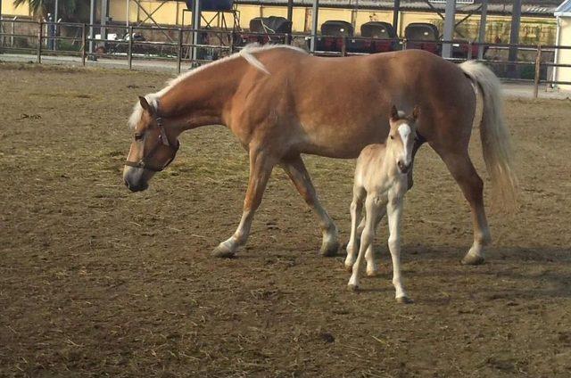 Kordon’un Yeni Misafirleri İmbat Ve Meltem