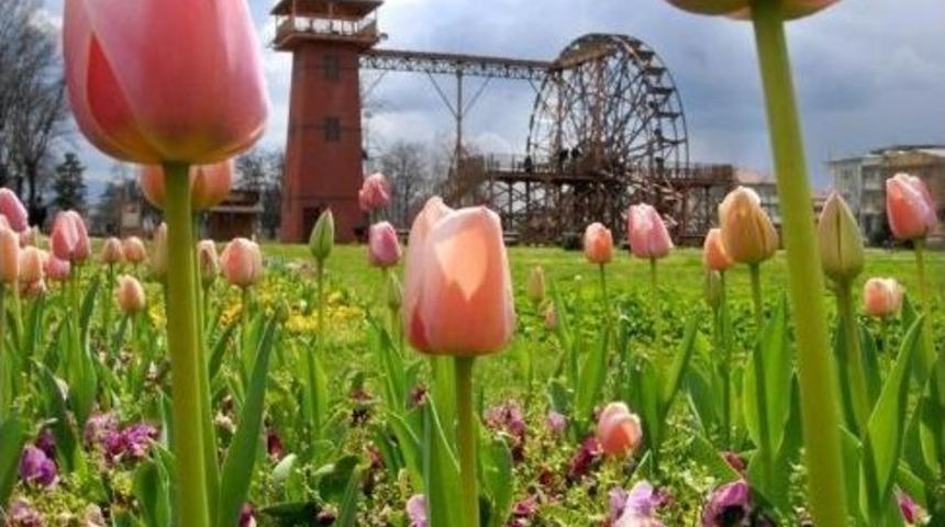 Sakarya&rsquo;da En &Ccedil;ok Trabzonlu Yaşıyor