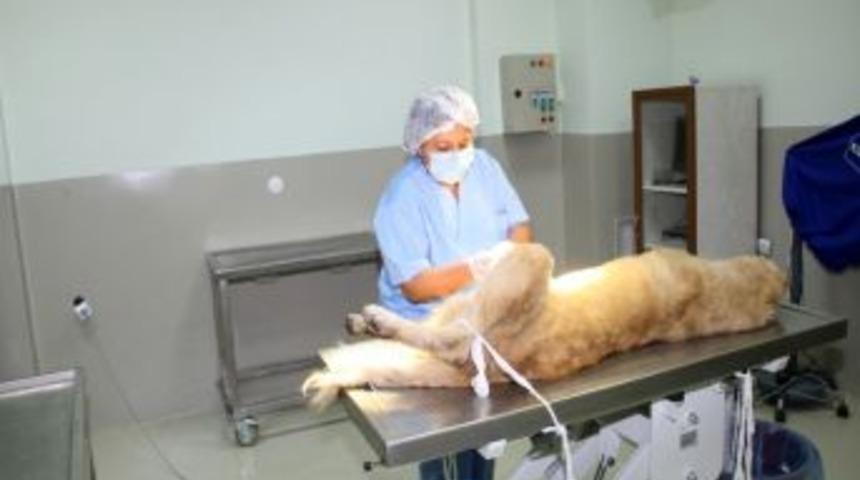 Sokak K&ouml;pekleri, Belediye Tarafından Bakıma Alındı