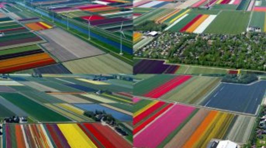 Laleler, Mart Ayında A&ccedil;acak