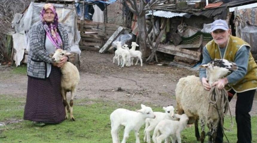 Ayvalık&rsquo;ta Karag&ouml;z Koyunlar 4&rsquo;er Yavru Doğurdu