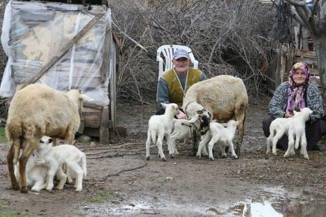 Ayvalık’ta Karagöz Koyunlar 4’er Yavru Doğurdu