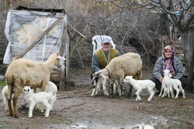 Ayvalık’ta Karagöz Koyunlar 4’er Yavru Doğurdu