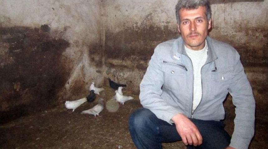 Şiran&rsquo;da G&uuml;vercin Aşkı Birincilik Getirdi