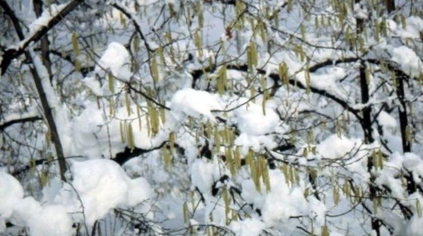 D&uuml;zce'de Fındık &Uuml;reticisine Uyarı