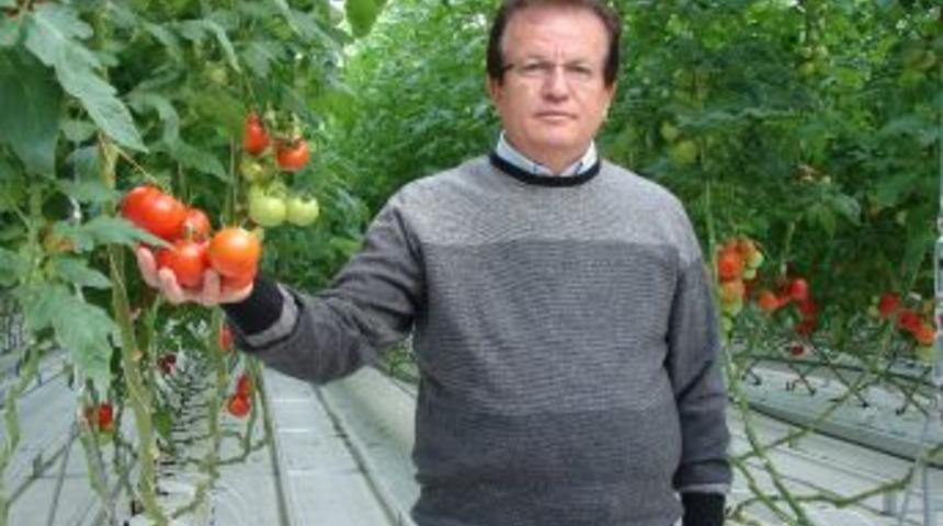 Domatesi Serasında &Uuml;retip Marketinde Satıyor