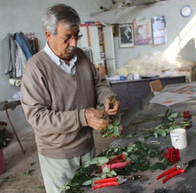 G&uuml;l, Sevgilinin Elini Yakacak 2