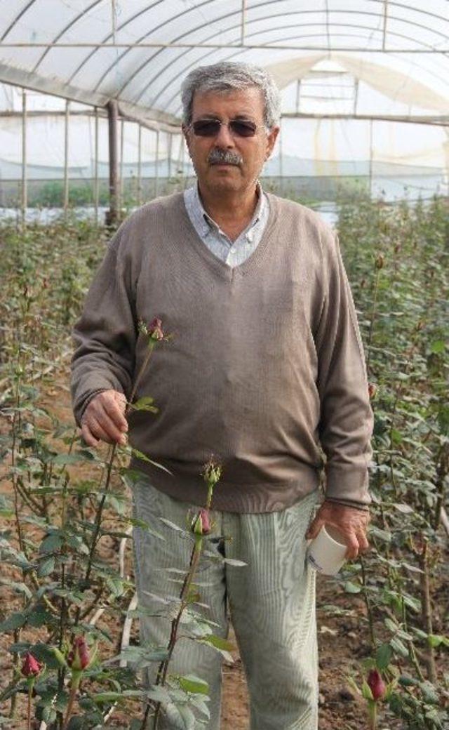 G&uuml;l, Sevgilinin Elini Yakacak 3