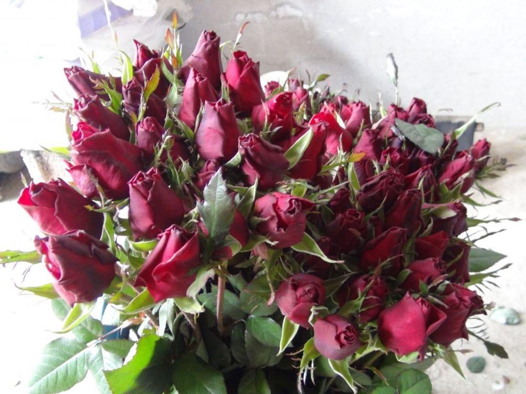 Sevgililer G&uuml;n&uuml; &Ouml;ncesinde Seralarda G&uuml;l Kesimi Başladı