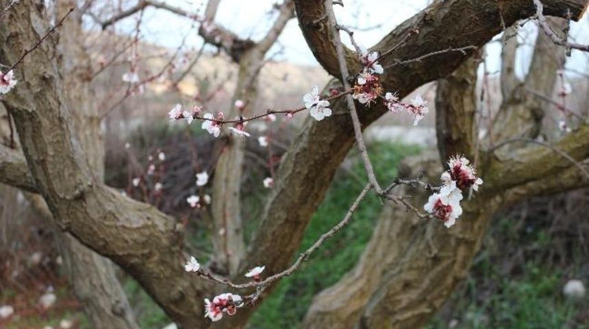 Mut&rsquo;ta Kayısı Ağa&ccedil;ları &Ccedil;i&ccedil;ek A&ccedil;tı