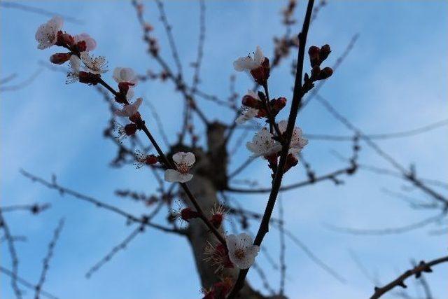 Mut&rsquo;ta Kayısı Ağa&ccedil;ları &Ccedil;i&ccedil;ek A&ccedil;tı 1