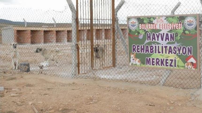 Bolvadin'de Başıboş K&ouml;pekler Toplanıyor