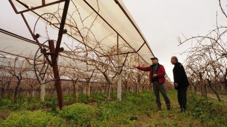 Sarıg&ouml;l Ziraat Odası'nın Deneme Bağından Olumlu Sonu&ccedil; Alındı