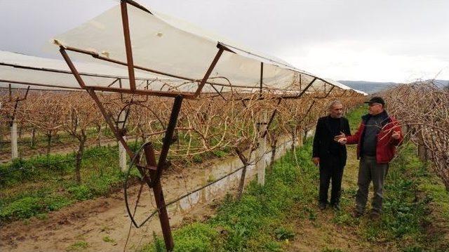 Sarıg&ouml;l Ziraat Odası nın Deneme Bağından Olumlu Sonu&ccedil; Alındı 1