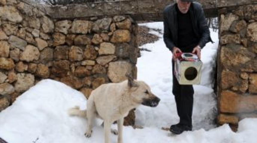 Yiyecek Arayan K&ouml;peğin Kafası Tenekeye Sıkıştı