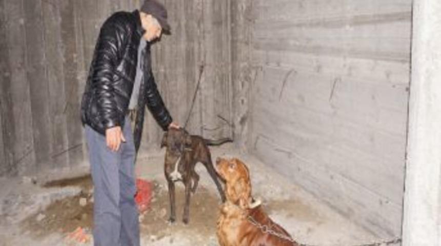D&ouml;v&uuml;ş I&ccedil;in Rehin Tutulan K&ouml;pekleri Hayvanseverler Kurtardı