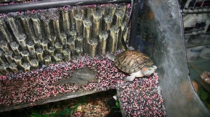 Petshop Mağazalarına İlgi Artıyor