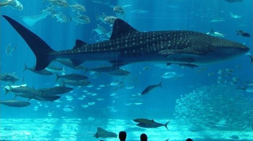 Dev Akvaryumla Moral Bulacaklar