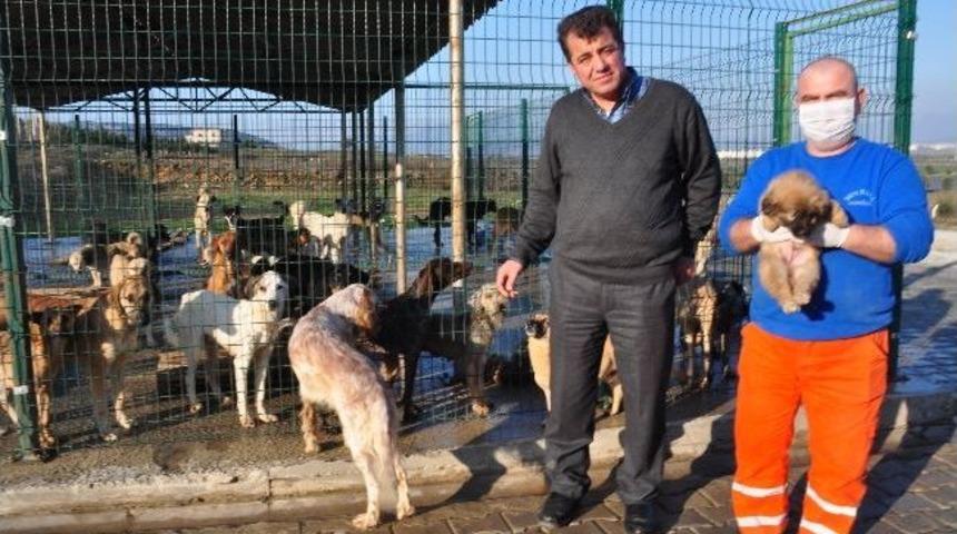 Torbalı Beledıyesi, Sokak Hayvanlarına Sahıp &Ccedil;ıkıyor