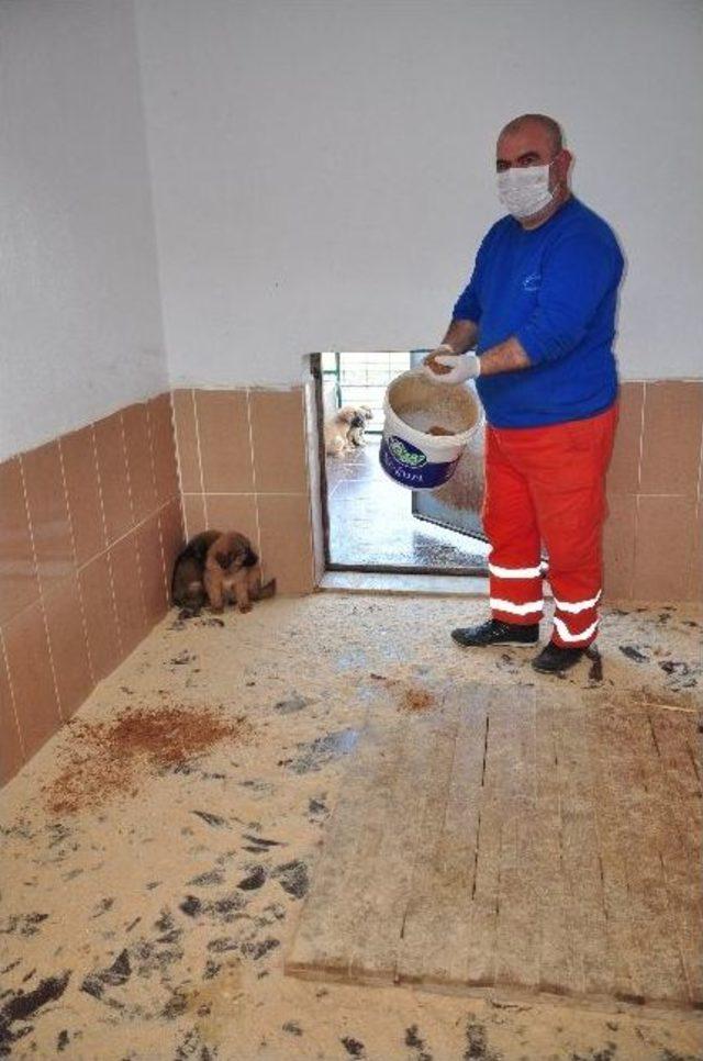 Torbalı Beledıyesi, Sokak Hayvanlarına Sahıp &Ccedil;ıkıyor 1