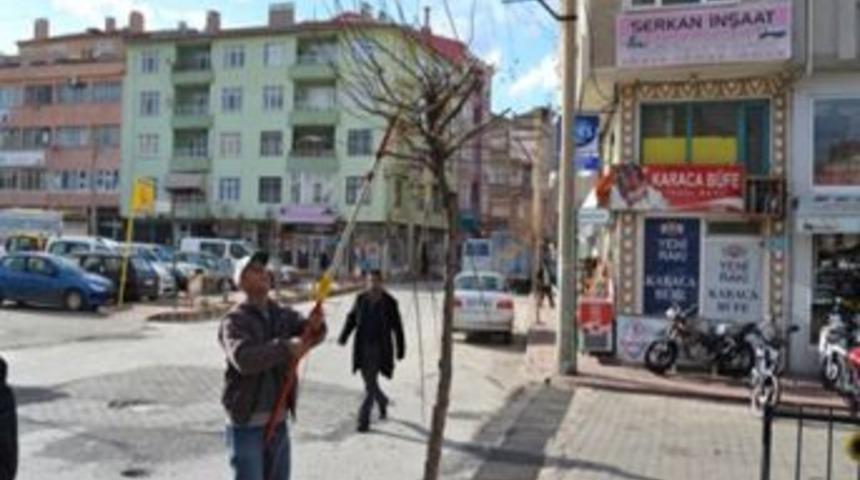 Belediyeden Ağa&ccedil;larda Budama &Ccedil;alışmaları