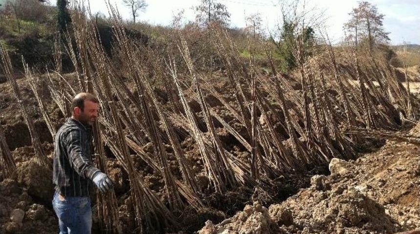 Hendek Belediyesi 5 Bin Adet Hendek Hurması Fidesi Dağıtacak