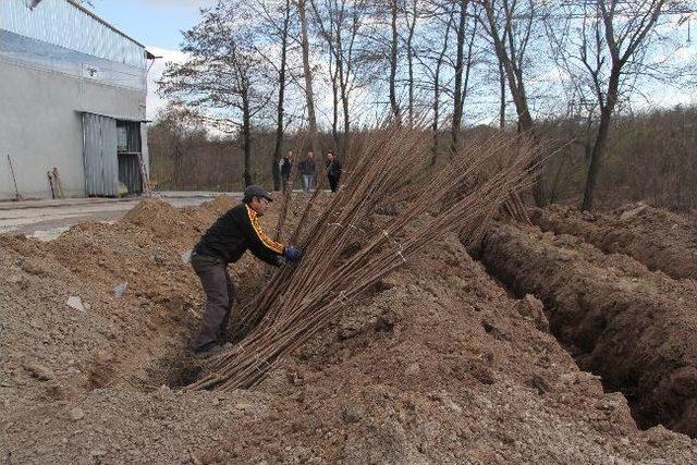 Hendek Belediyesi 5 Bin Adet Hendek Hurması Fidesi Dağıtacak 1