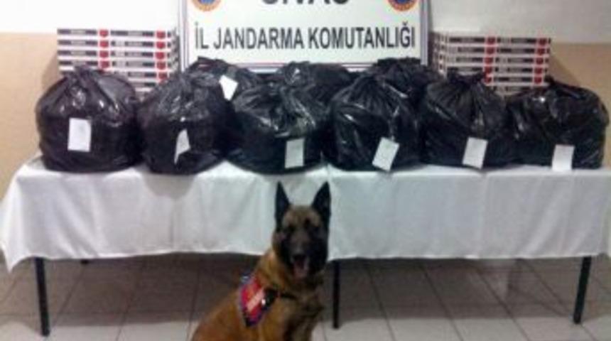 Sivas'ta 51 Kilo Esrar Ele Ge&ccedil;irildi