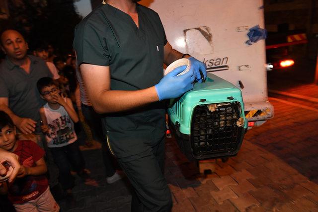 Tatile giden sahiplerinin unuttuğu kedi operasyonla kurtarıldı