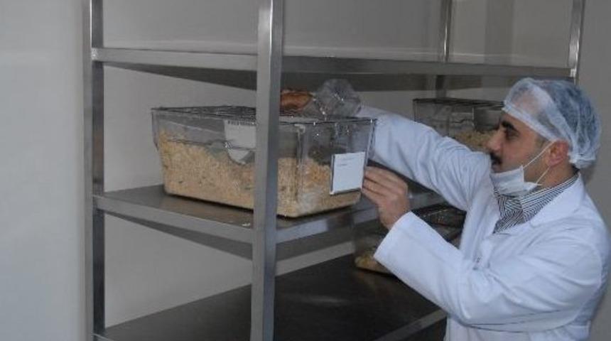 &Ccedil;anakkale'deki Bu Fareler İnsanlığa Hizmet Edecek...